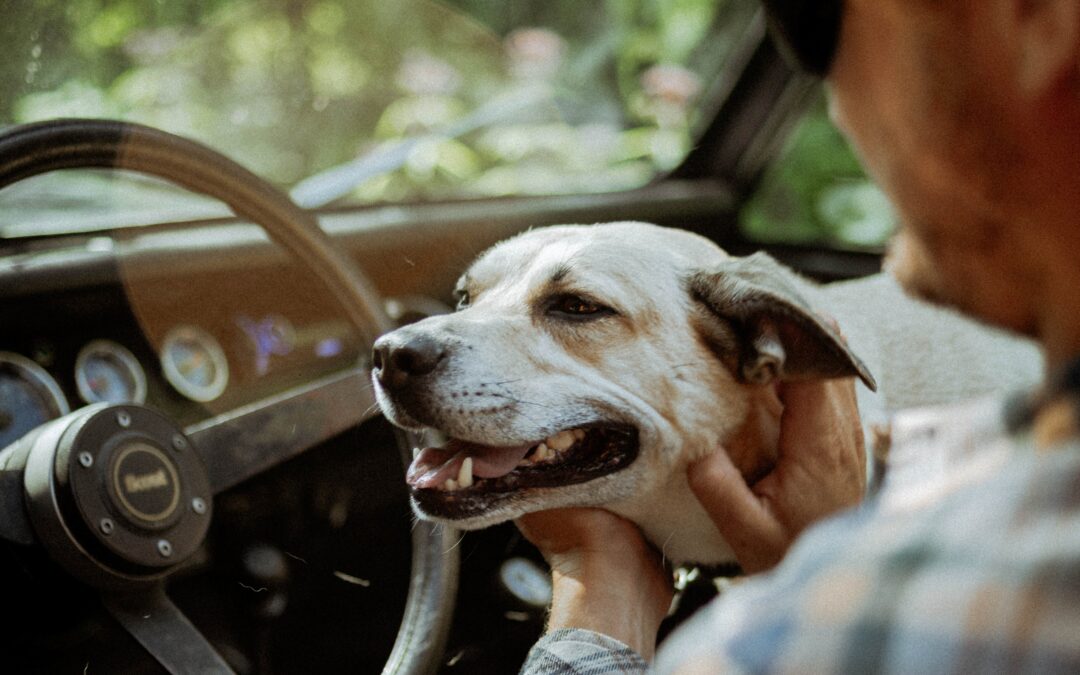 Weekly News: Man Sleeping in Car with Dog Accepts Shelter and Support Services