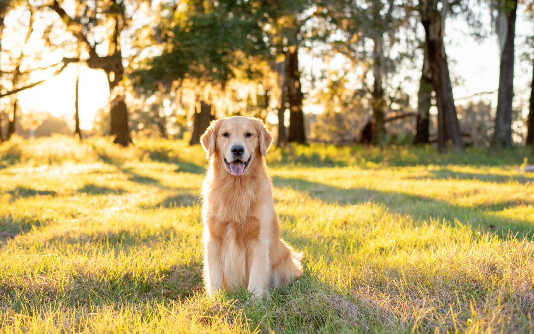 No One Should Have to Choose: Shelter or Their Best Friend